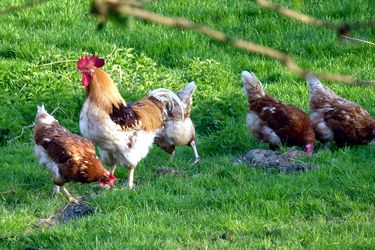 Eier und Geflügel